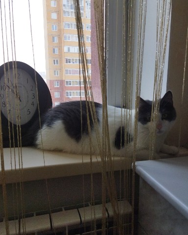 larisa_i_zhora в LOOKY. . КотоКонтроль😻
