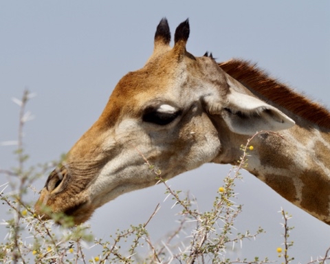 Oksana в LOOKY. #африка,#намибия,#africa,#namibia,#дикиеживотные,#животные,#забавныеживотные,#красивыефото,#красивыефотографии,#красота,#приключения,#интересныеместа,#природа,#путешествияпомиру,#путешествие,#фламинго,#слон,#слоны,#пустыня,#маршрут,#путешествие. Намибия Локация

🔸П...