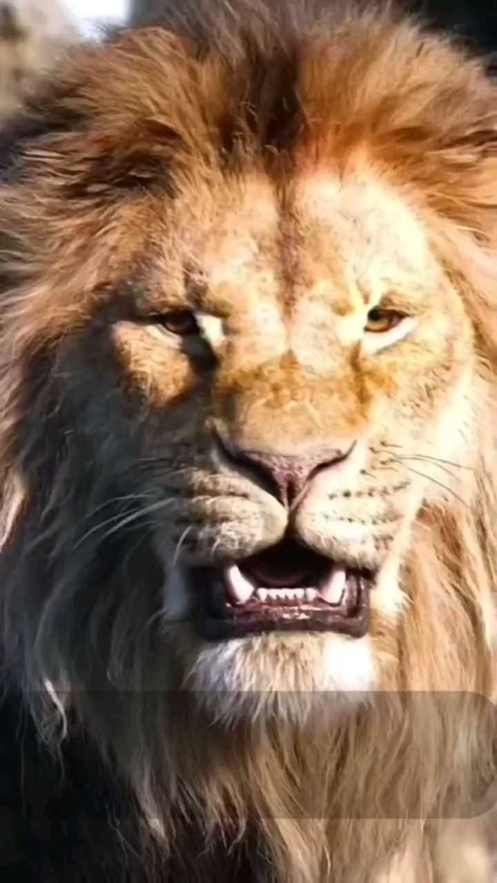 НАТАЛЬЯ  MANEKI NEKO in LOOKY. . Команда прайд 🔥🔥🔥
