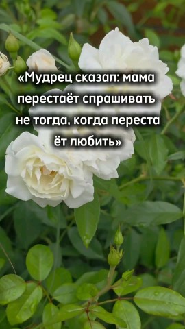 ВОЛК СЕРЫЙ в LOOKY — публикация