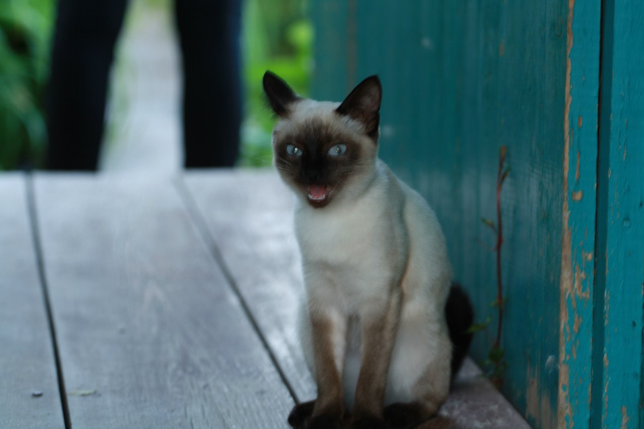 IvanDyvan в LOOKY — Котёнок по имени гав словно из мультика. #котики #мур