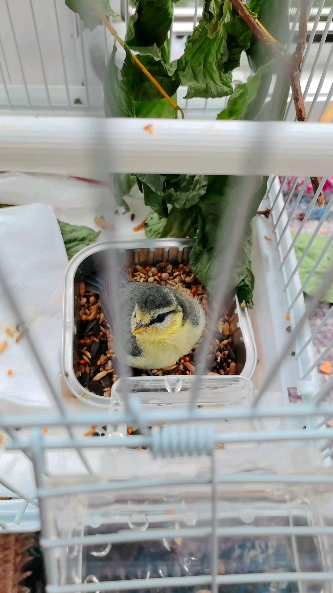 valeri_pv_vladi в LOOKY — Птенец синички 🦜 #птичка #июнь #лето #питер #пятница #блог