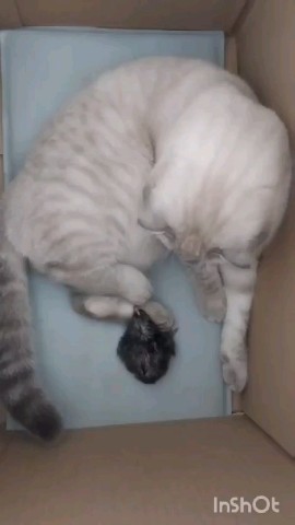 _galinapotapova_ в LOOKY. . [#кот](кот) [#котики...