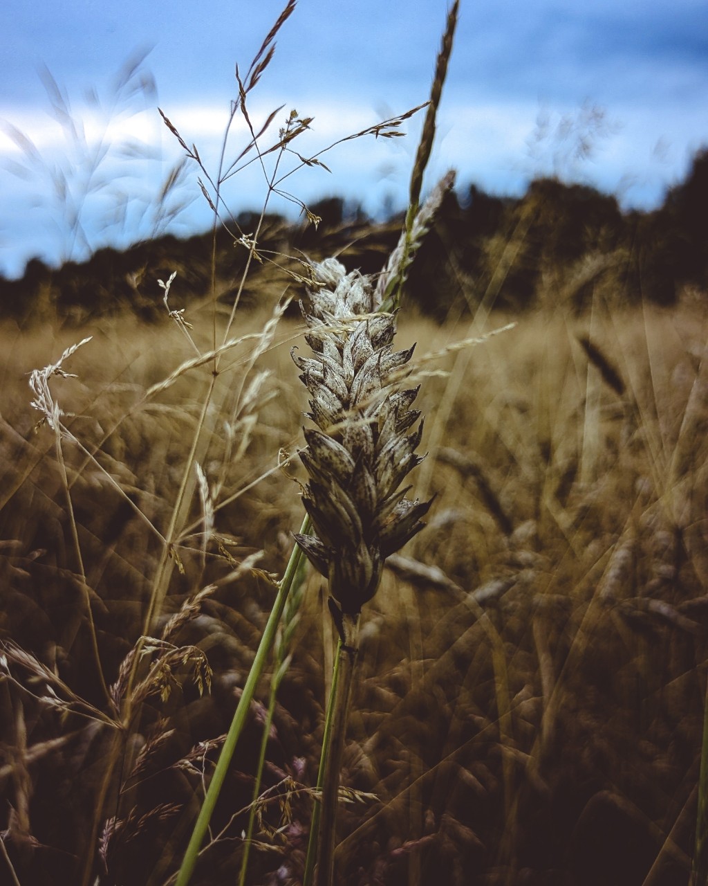 Mihnovets в LOOKY — #photo [#photography](photography) #photoonphone #nature [#a