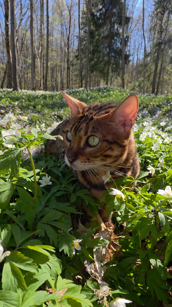 afina_zeus в LOOKY. #кошка,#бенгалы,#первоцветы,#лесныецветы,#цветы,#лес,#красивыеместа,#природабеларуси,#видеомомент,#видосики,#рилсы,#looky,#looky_official,#looky_кошки,#looky_контент. У нас не растут наст...