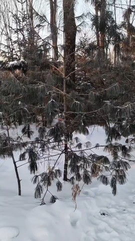 294maks в LOOKY. . Оригинальное видео.