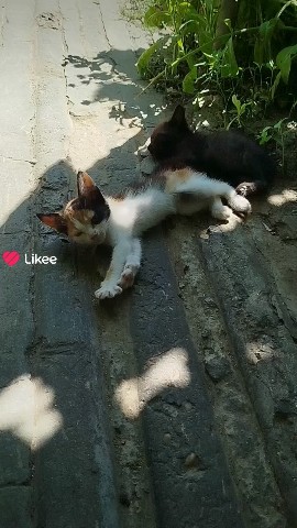  в LOOKY — Котики#мило#домашнийпитомец