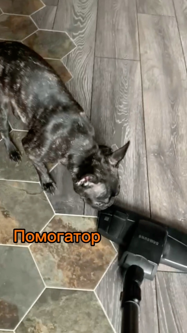 _bulldog__family_ в LOOKY. . Мой помогатор 🩷 [#ж...