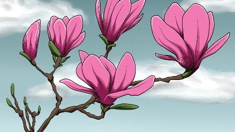 Ladyazi в LOOKY. #magnolia,#flower. #magnolia #flower [#...