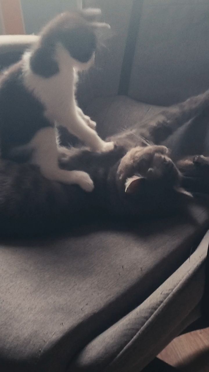 Dasha в LOOKY. . Поиграй со мной 😸