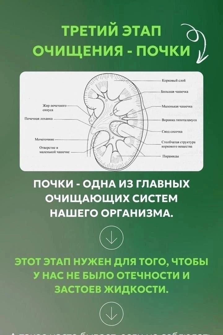 ‼️ТРЕТИЙ этап очищения  - ПОЧКИ. 

ПОЧКИ - одна из главных систем нашего организа.Улучшает фильтрирующую функцию и ускоряет выведение токсинов

Этот этап нужен, для того, чтобы У НАС НЕ БЫЛО ОТЕЧНОСТИ и  ЗАСТОЕВ ЖИДКОСТИ.

[#nlinternational ](nlinternational)