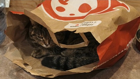 ya_iz_yaskino в LOOKY. . Найдикота