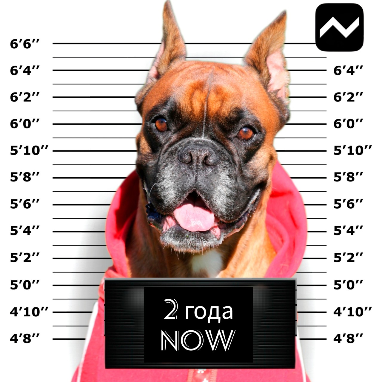 boxertraveler в LOOKY — А мы сегодня всей хвостатой группировкой Nowая Стая празднуе