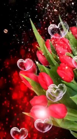 ВОЛК СЕРЫЙ в LOOKY — ❤️🌹🌹🌹🌹🌹🎉🤗