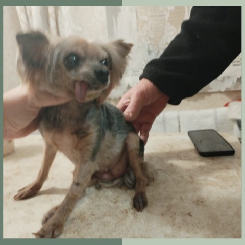 mariya.groomer в LOOKY. #йоркширскийтерьерстрижка,#йоркстрижка,#йорк,#йорктерьер,#йоркширскийтерьер,#йорки,#йорики,#йоркспб,#стрижкайорка,#стрижкайоркаспб. Демми🤩

🐾стрижка 
...