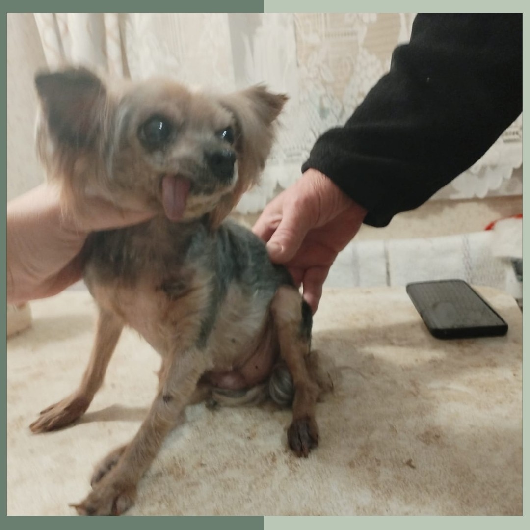 Демми🤩

🐾стрижка 
🐾мытье 
🐾стрижка когтей
🐾выезд на дом 

 #йоркширскийтерьерстрижка #йоркстрижка #йорк #йорктерьер #йоркширскийтерьер #йорки #йорики  #йоркспб #стрижкайорка #стрижкайоркаспб