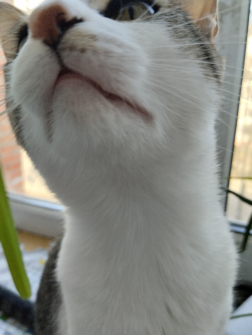 Кот Мурчик in LOOKY. . Весна