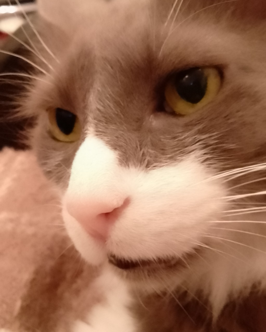 Кот эклер в LOOKY — Котик 🤨