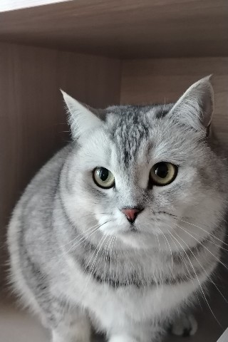 Александр Марков в LOOKY. . Мой котэ