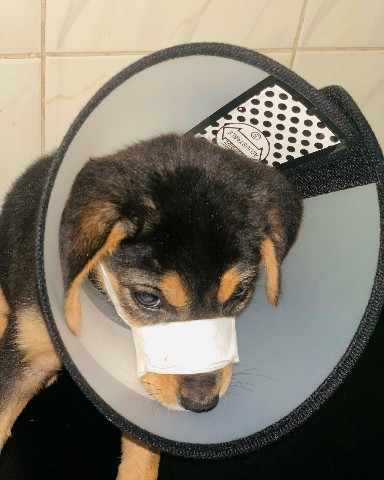 KIWAWU DOGS FOUNDATION в LOOKY. . Update of Ron