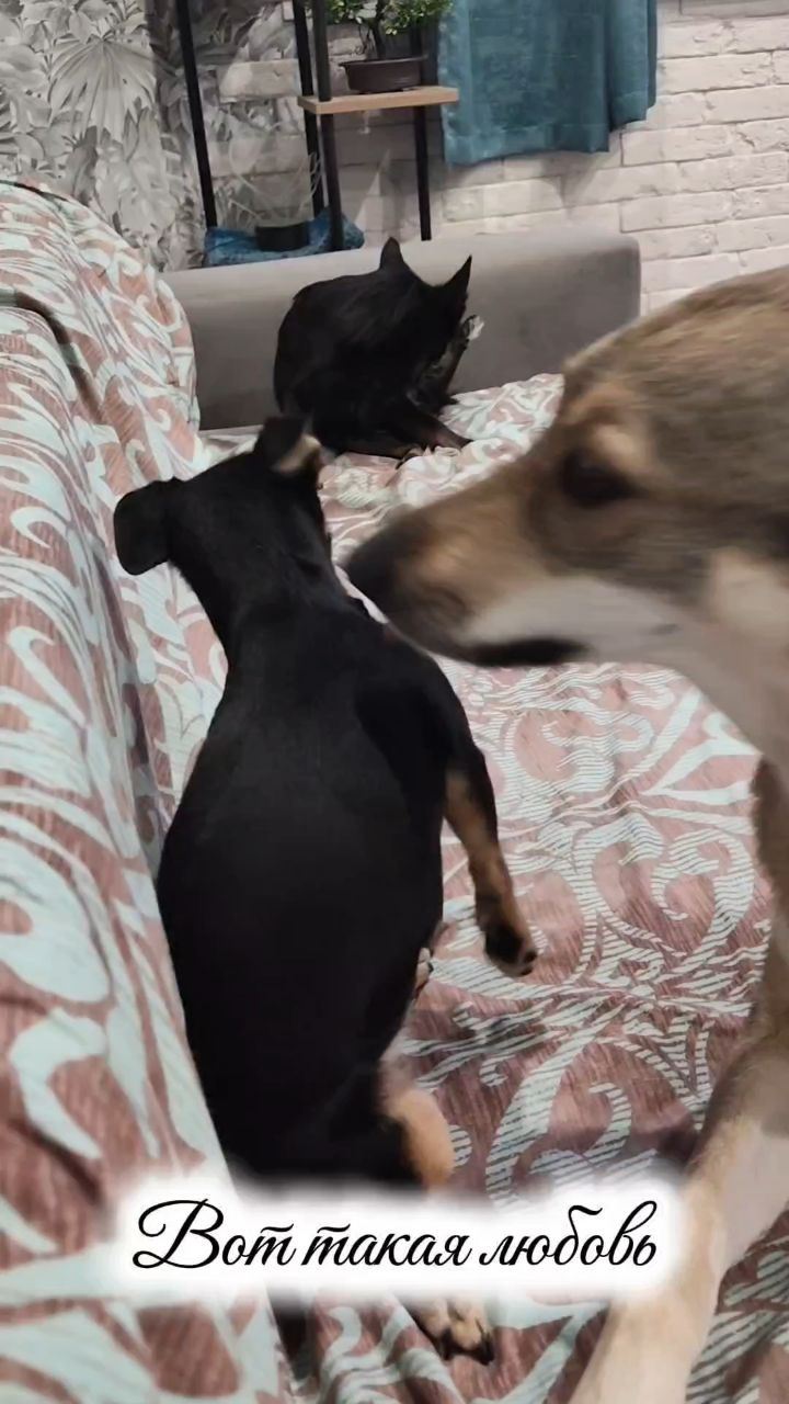 Светланка в LOOKY. . 