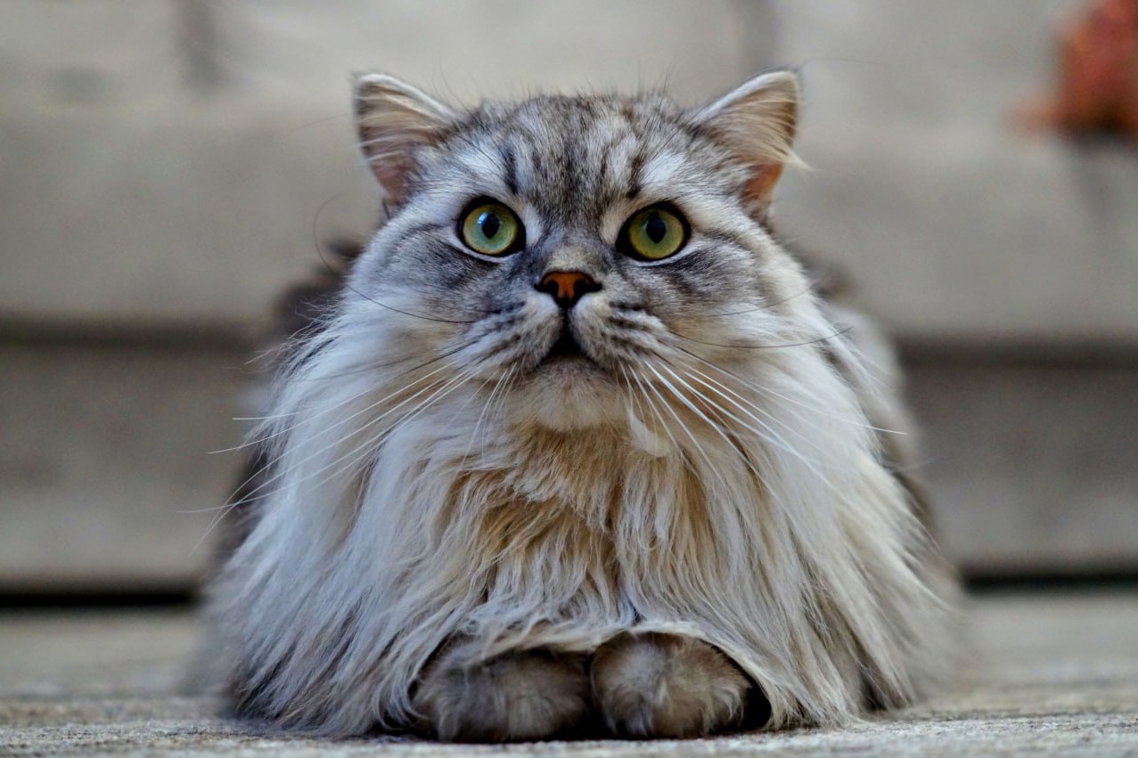 darenka_little в LOOKY. . [#cat ](cat)[#catsof...