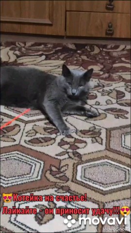 Looky_1710599590614 в LOOKY. . 💥😻Котик видит - фо...
