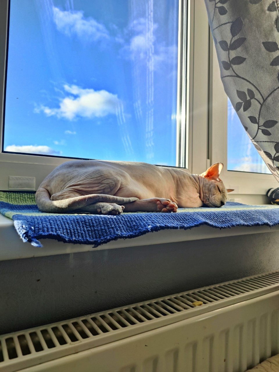 Виктор в LOOKY. #сфинкс,#sphynx,#донскойсфинкс,#кошка,#котики,#котэ,#лысая,#evasphynxcat,#мыизкотограмаlooky,#looky_official,#looky,#looky_official,#LOOKY_контент,#looky_you,#you. 😻😻😻
#евапопятница...