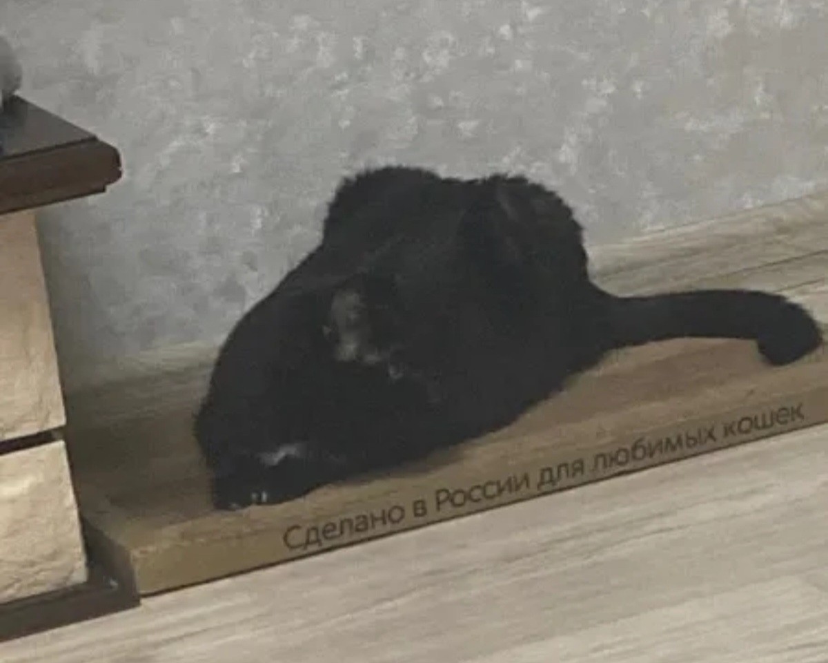 kogtedralka в LOOKY — ✅️"Кот на ней просто лежит, а кошка превратилась в дикую Пан