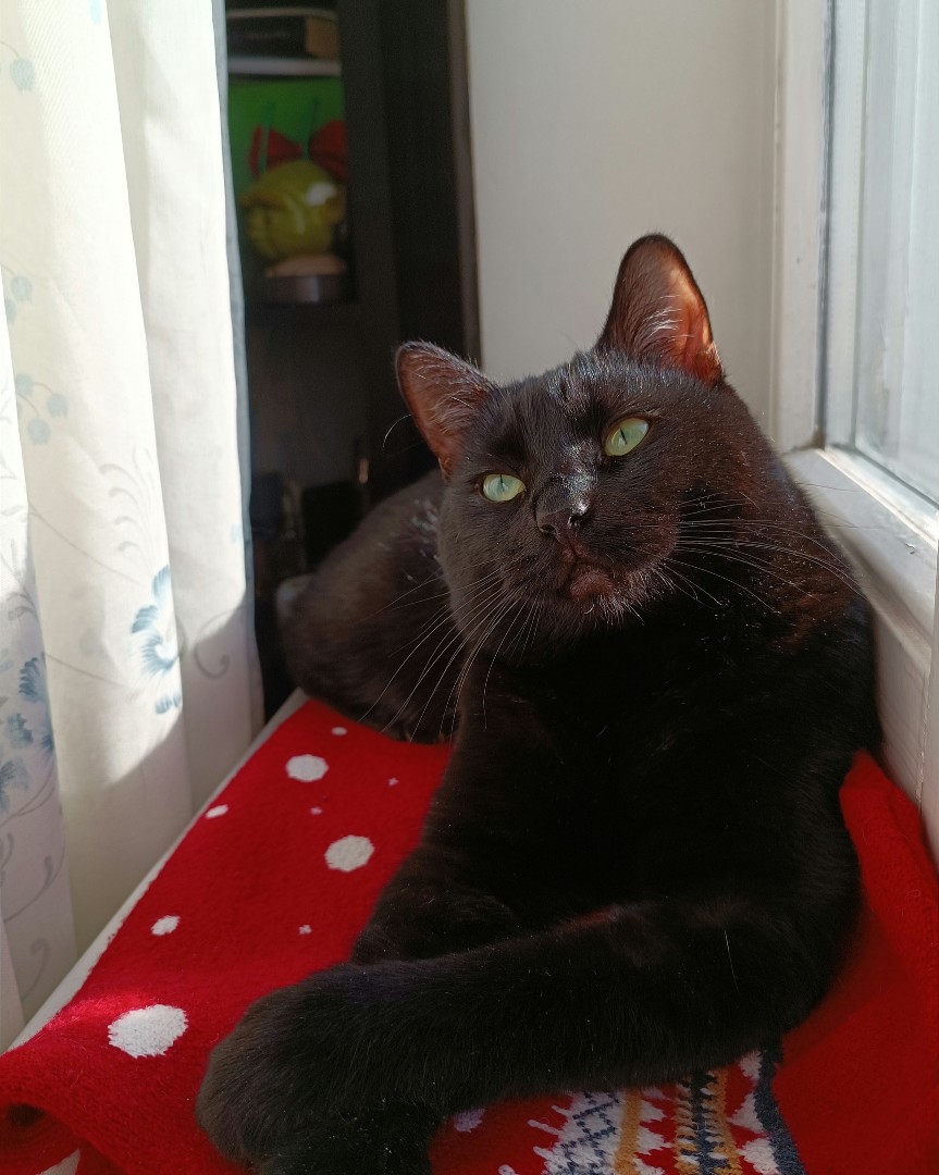 Кот Тони Старк во всю ждëт прихода весны 😻

#cat [#blackcat](blackcat) [#TonyStark](TonyStark) #mood [#sunnyday](sunnyday) #кот #чëрныйкот #ТониСтарк #настроение [#солнечныйдень](солнечныйдень) [#скоровесна](скоровесна) 