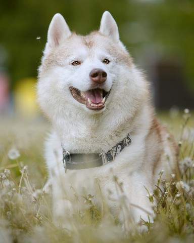 husky_easy в LOOKY. #husky,#siberianhusky,#huskyphotography,#huskygram,#huskylove,#huskylovers,#huskylovingclub,#huskylife,#allthingshusky,#instahusky,#huskyofinstagram,#huskypics,#huskiesreq,#huskiesofinstagram,#huskyrussia,#dogsofinstagram,#igcutest_animals,#ilovehusky,#justhuskies,#bestwoof,#dog_features,#dogs_of_world,#dogphotography,#excellent_dogs,#хаски,#хаскифото,#хаскивмоскве. #husky #siberianhusk...