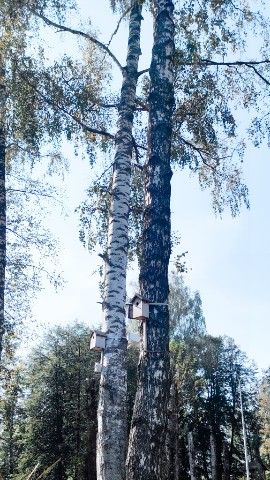 Whispers of the Wilderness в LOOKY. #Осень,#Березы,#Скворечники,#Природа,#Вдохновение. 🍂 Осень: Время пере...