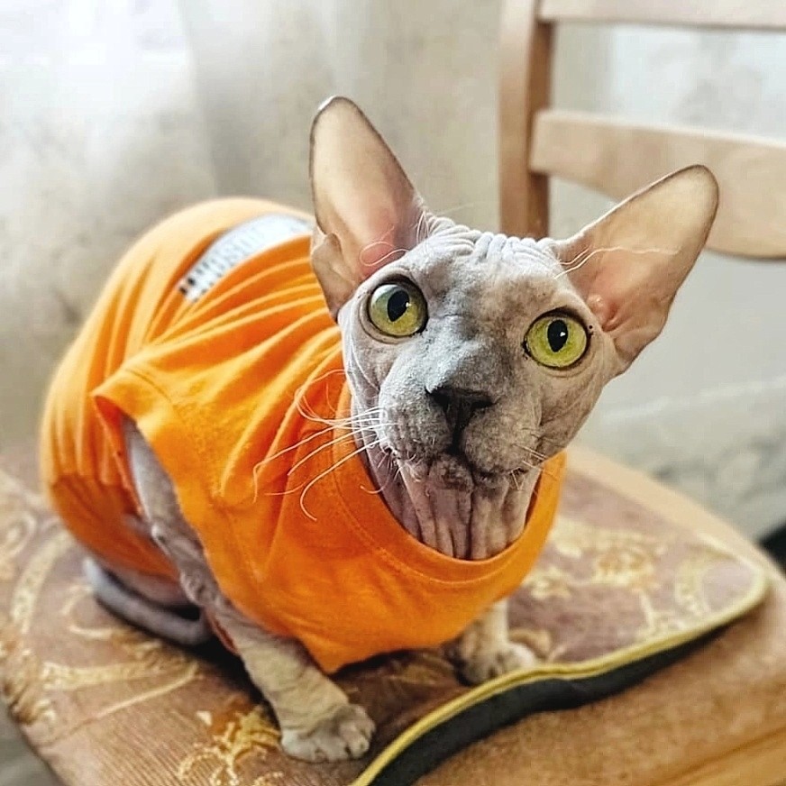 eva_sphynx_cat в LOOKY — фото 2