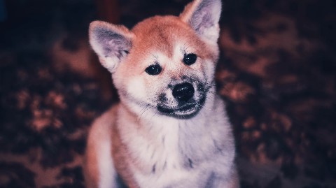 Габи в LOOKY. #акита,#акитаину,#габи_кузя,#акита_ину,#akita,#akitainu,#akita_inu,#japanakita,#akitaclub,#японскаяакита,#хатико,#собака,#dog. Я просто решила поде...
