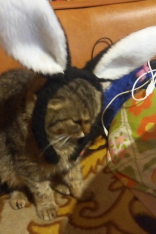 anastasia.revizova в LOOKY. #хвостатый_друг. #хвостатый_друг
