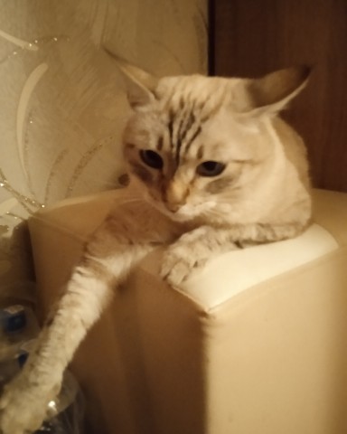 Looky_1706457116070 в LOOKY. #кот,#китя. #кот #китя