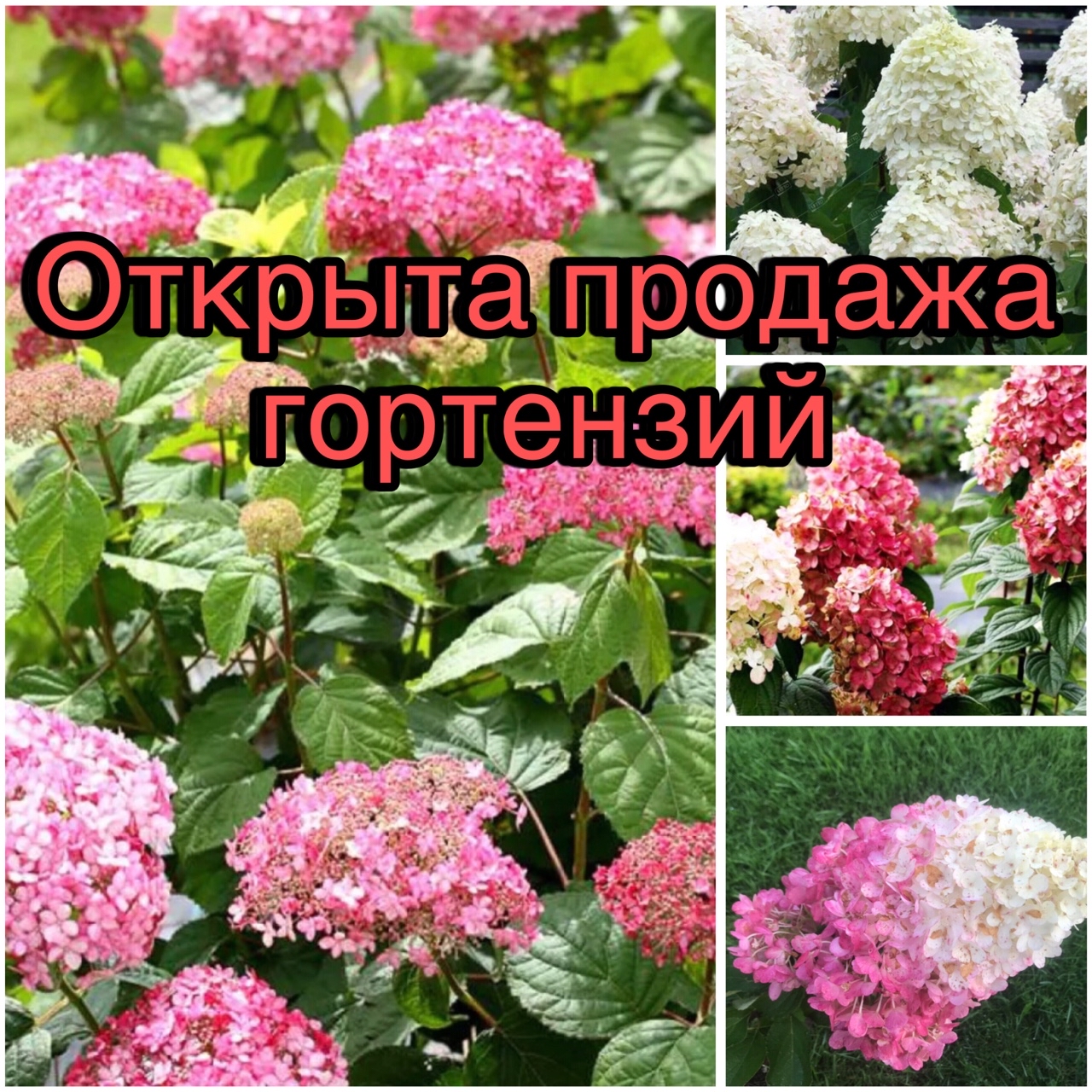 Елена Еремеева в LOOKY — Гортензии метельчатые:
Полярный медведь
Ванила Фрайз
Скайфол