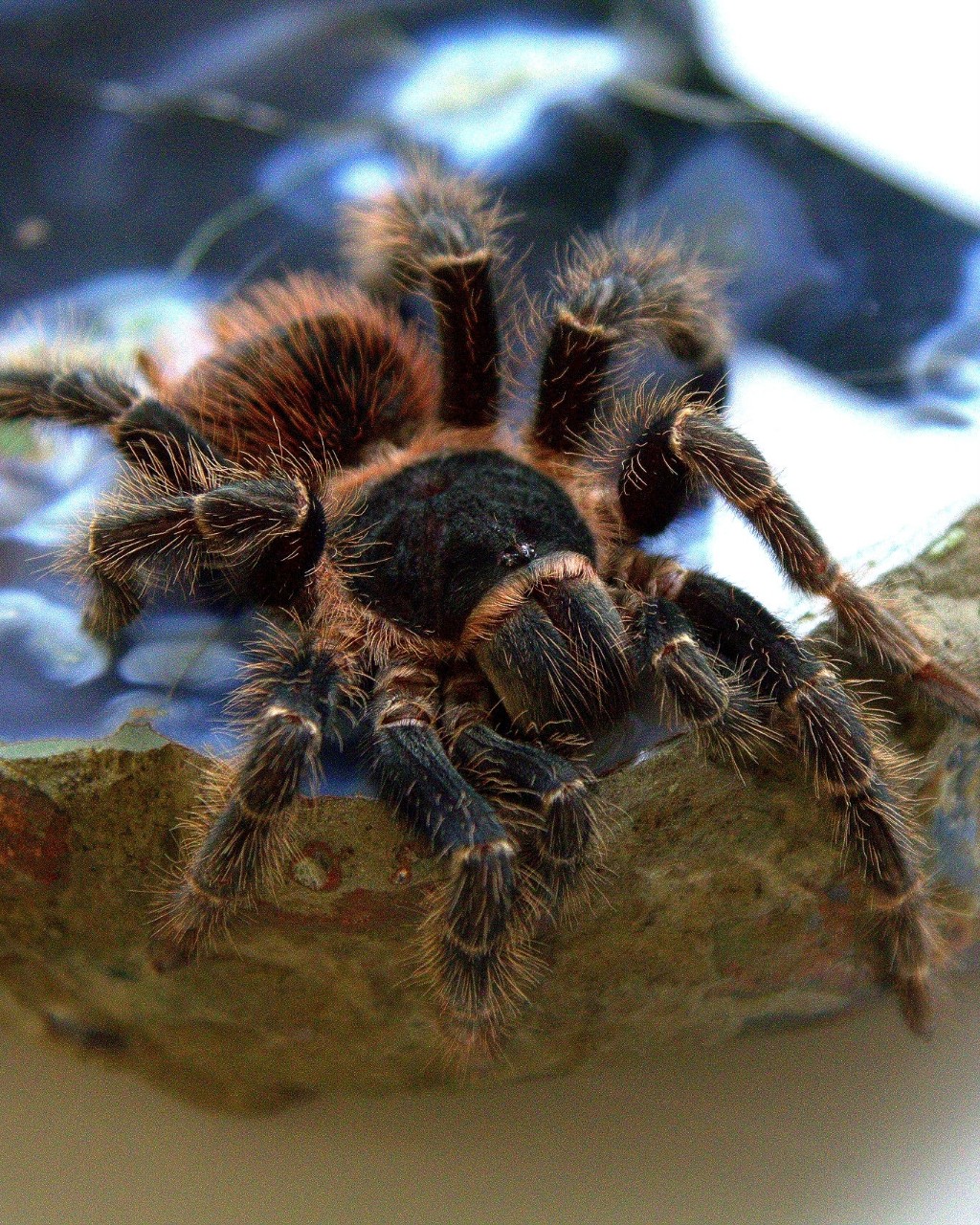 black__kuma в LOOKY — фото 2