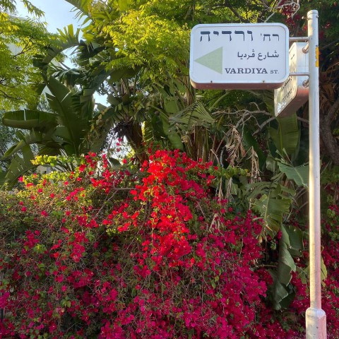 Israels_daughter в LOOKY. . 🌺💖
[#flowers ](flo...