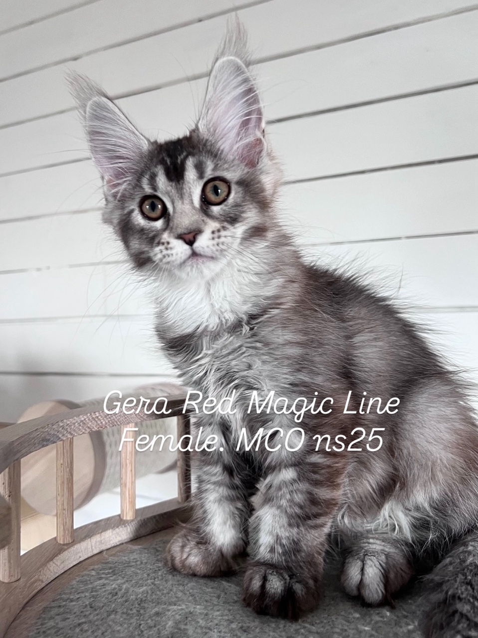  в LOOKY — Серебряная Принцесса Gera Red Magic Line .
Она очень ласкова