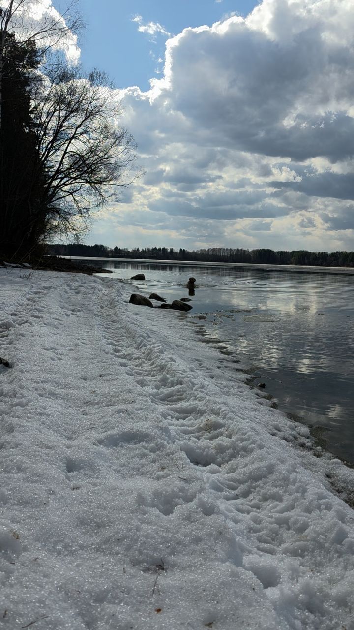 Lipilin_Alexandr в LOOKY. ##goldenretriever. ##goldenretriever