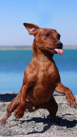kennel.bss в LOOKY. . [#цвергпинчер](цверг...