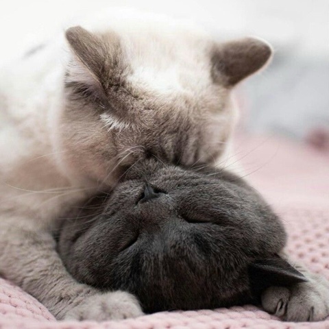 sl.cats в LOOKY. . 