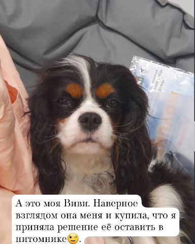 irina.lem в LOOKY. #ккчс. [#кавалеркингчарльзс...