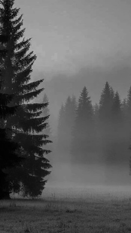 nata_sha 1909 в LOOKY. . Туман 🤍🤍🤍#природа...