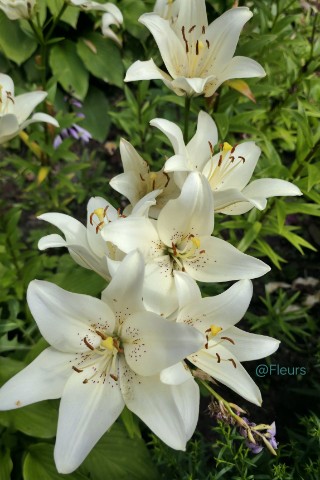 Fleurs в LOOKY. #лилии,#лилия,#цветывсаду,#красотарядом,#ароматноелето,#инстафлора,#моицветы,#прекрасноерядом,#люблюцветы,#моифото,#цветы,#растения,#looky_official,#looky_контент,#looky_цветы. Еще в Древнем Риме л...