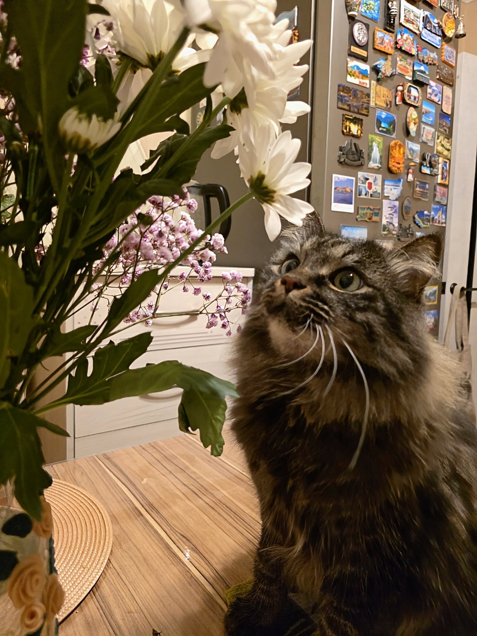 askaiter в LOOKY. . Кошки нравятся подар...