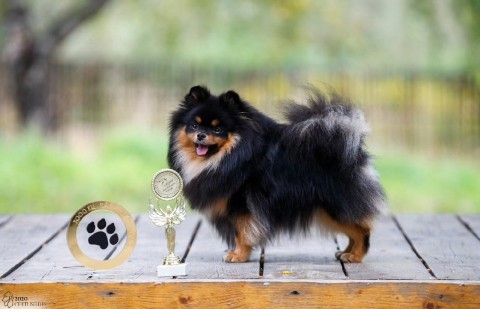 Питомник Тульский Сапфир Татьяны в LOOKY. . Хочу рассказать вам ...