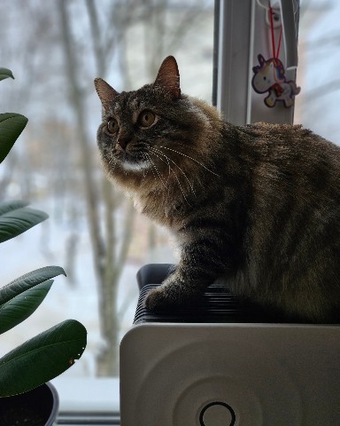 nastia_fil_ в LOOKY. . [#курильскийбобтейл]...