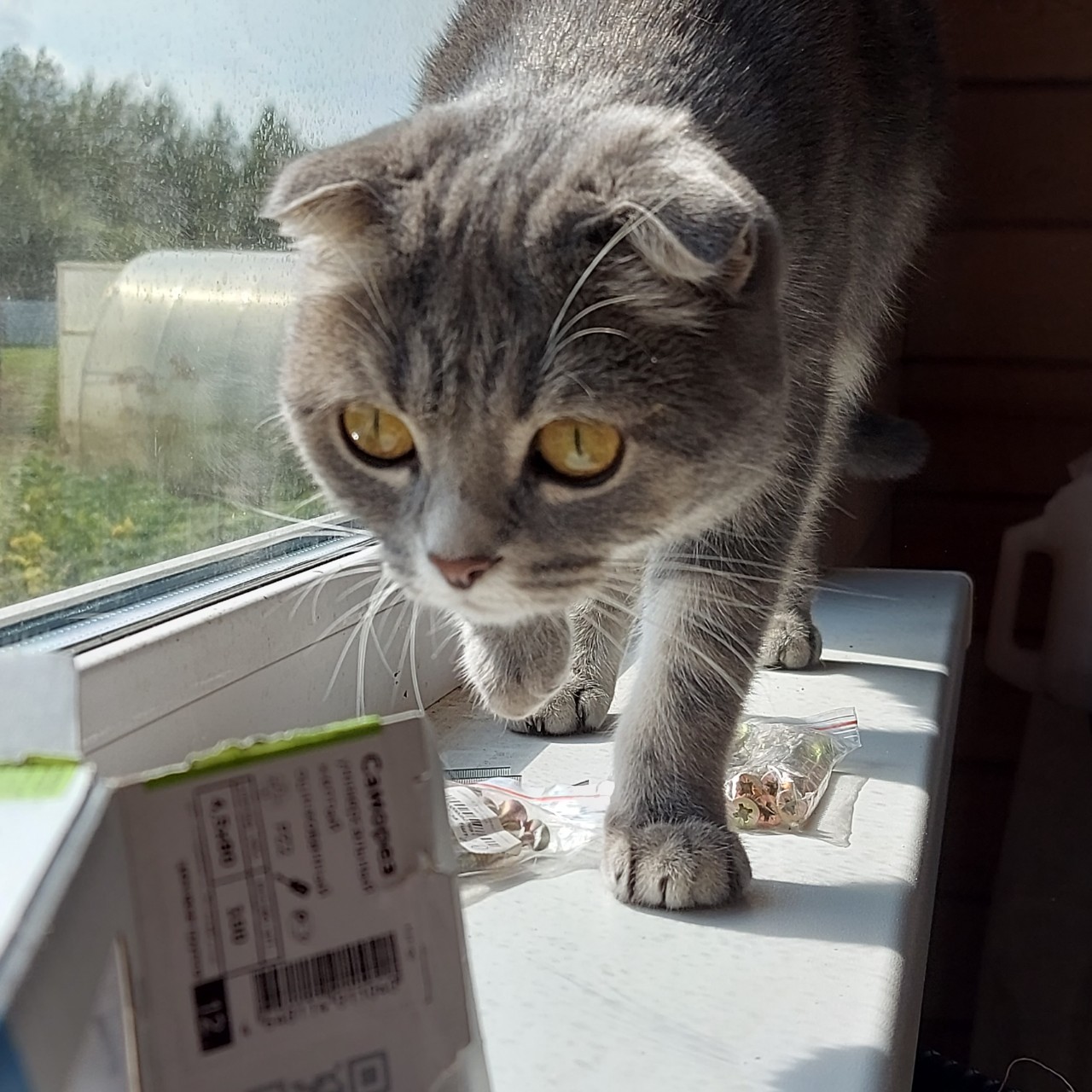 Всё интересно!

#муся
#кошечка
[#мусиндра ](мусиндра)
[#братьянашименьшие ](братьянашименьшие)